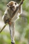 long-tailed-macaque